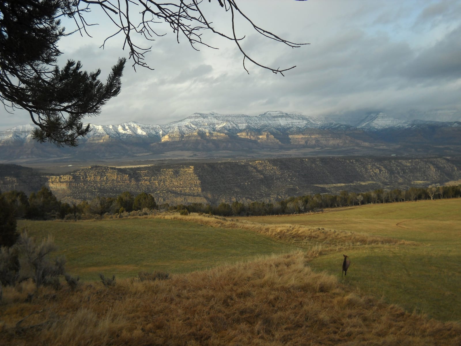 Scenic landscape with grassy fields, scattered trees, and a snow-capped mountain range in the background under a cloudy sky.