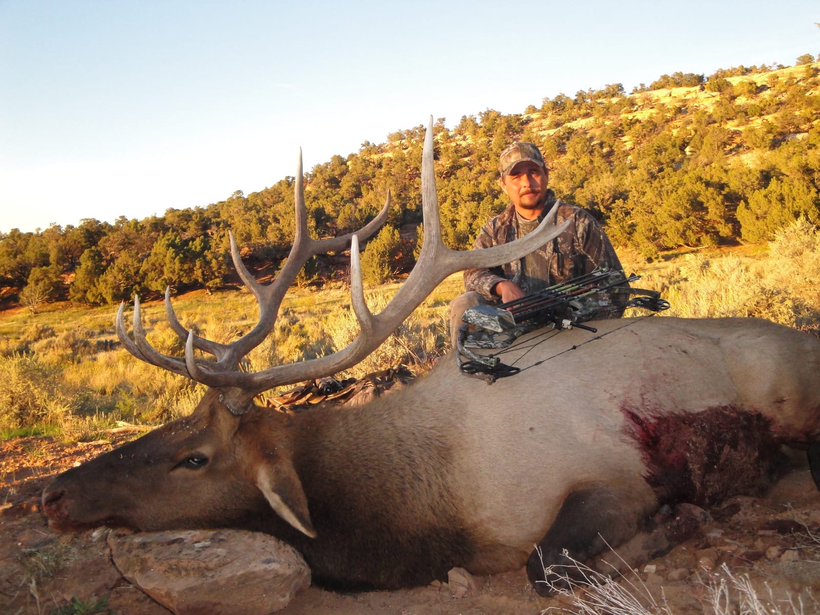 Hunter sitting behind a large elk with antlers in a field, holding a compound bow. The elk is lying on the ground with visible wounds. Trees and hills are in the background.