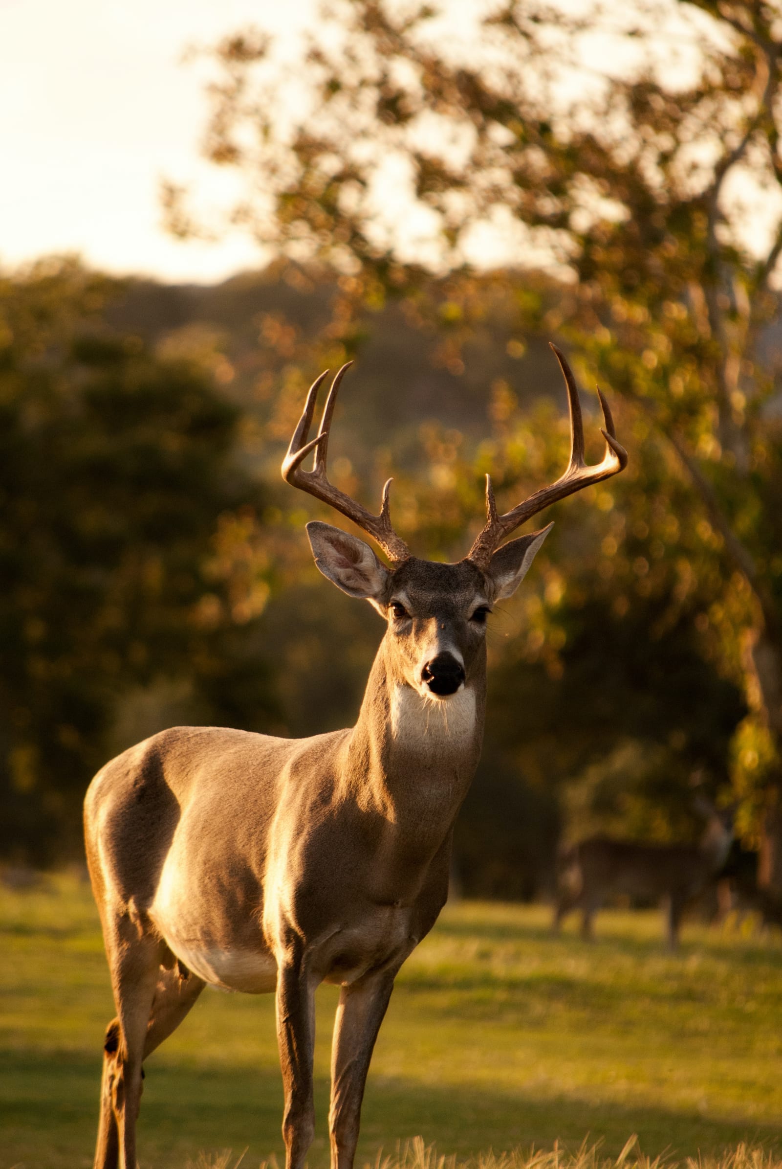 A whitetail deer buck stands in a grassy field with trees in the background.