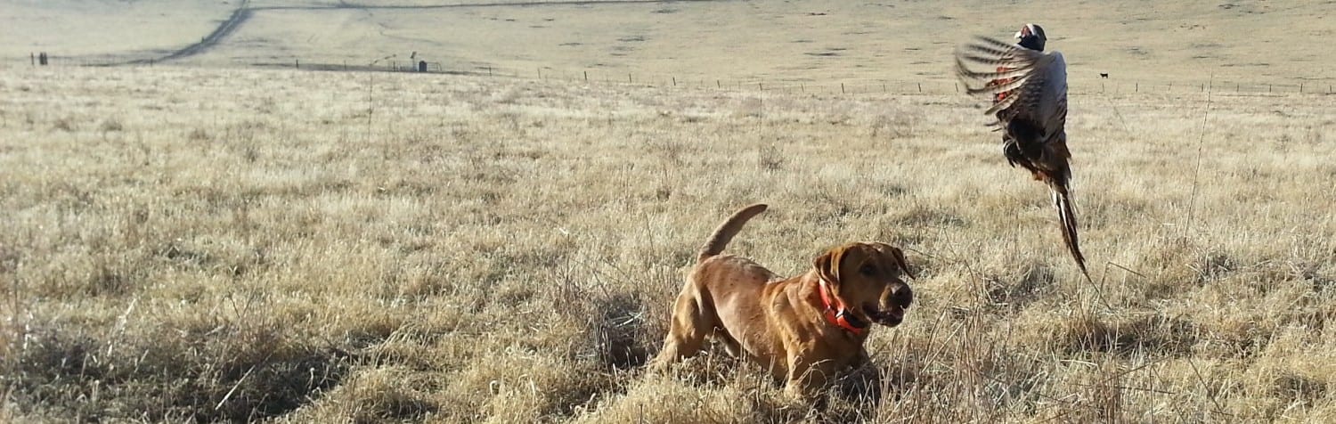 Guns &amp; Roosters Hunting Preserve