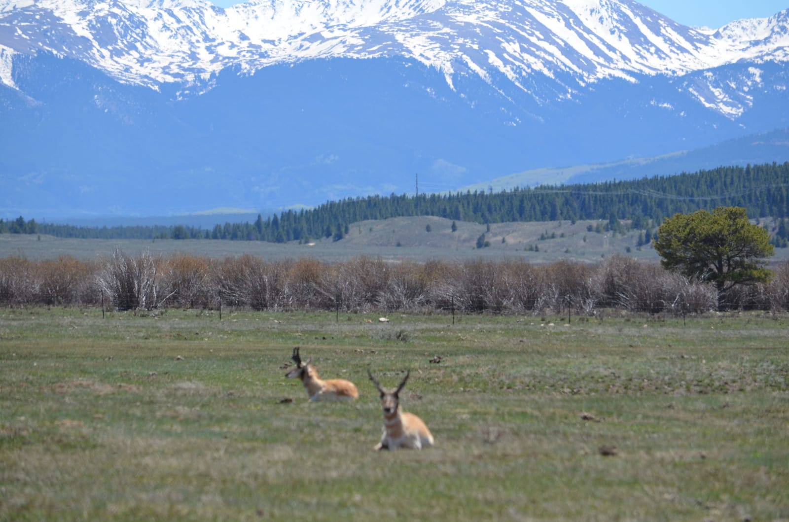 Antelope in pasture unit 49