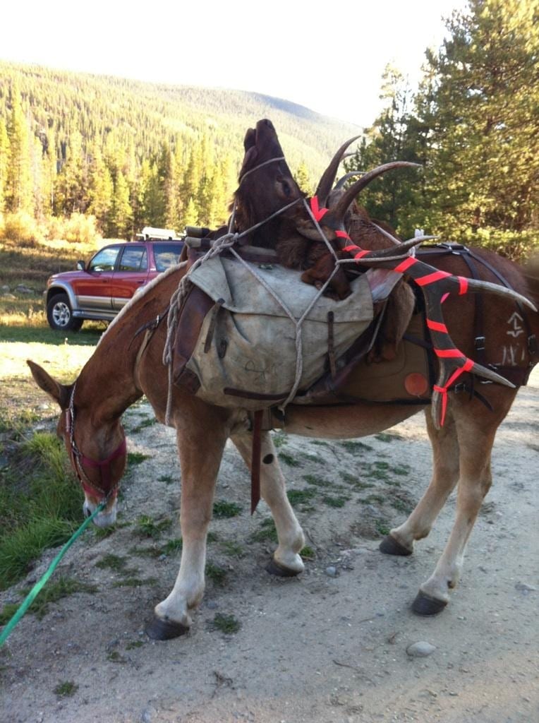 Unit 45 muzzle loader elk hunt