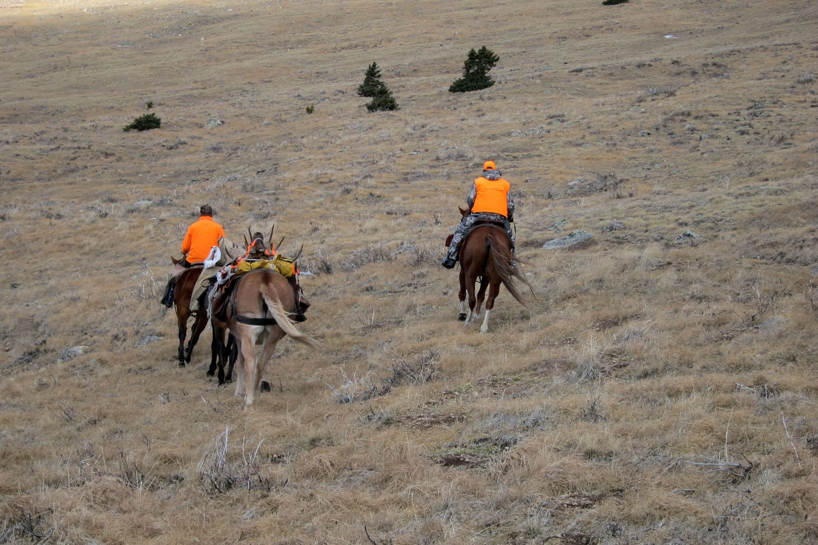 Unit 49 elk hunt
