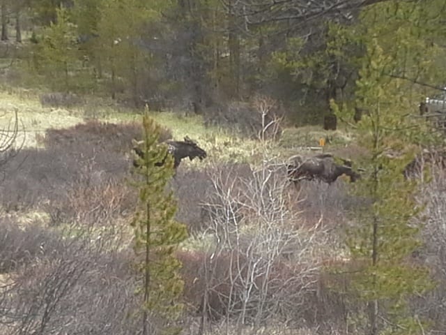 Moose in unit 48