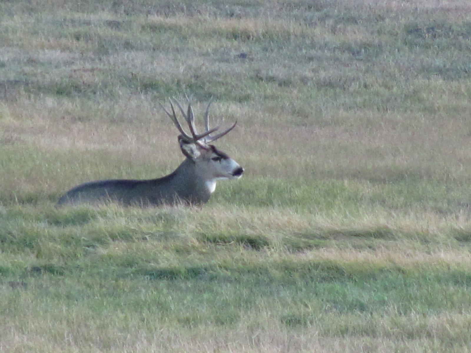 Unit 49 deer