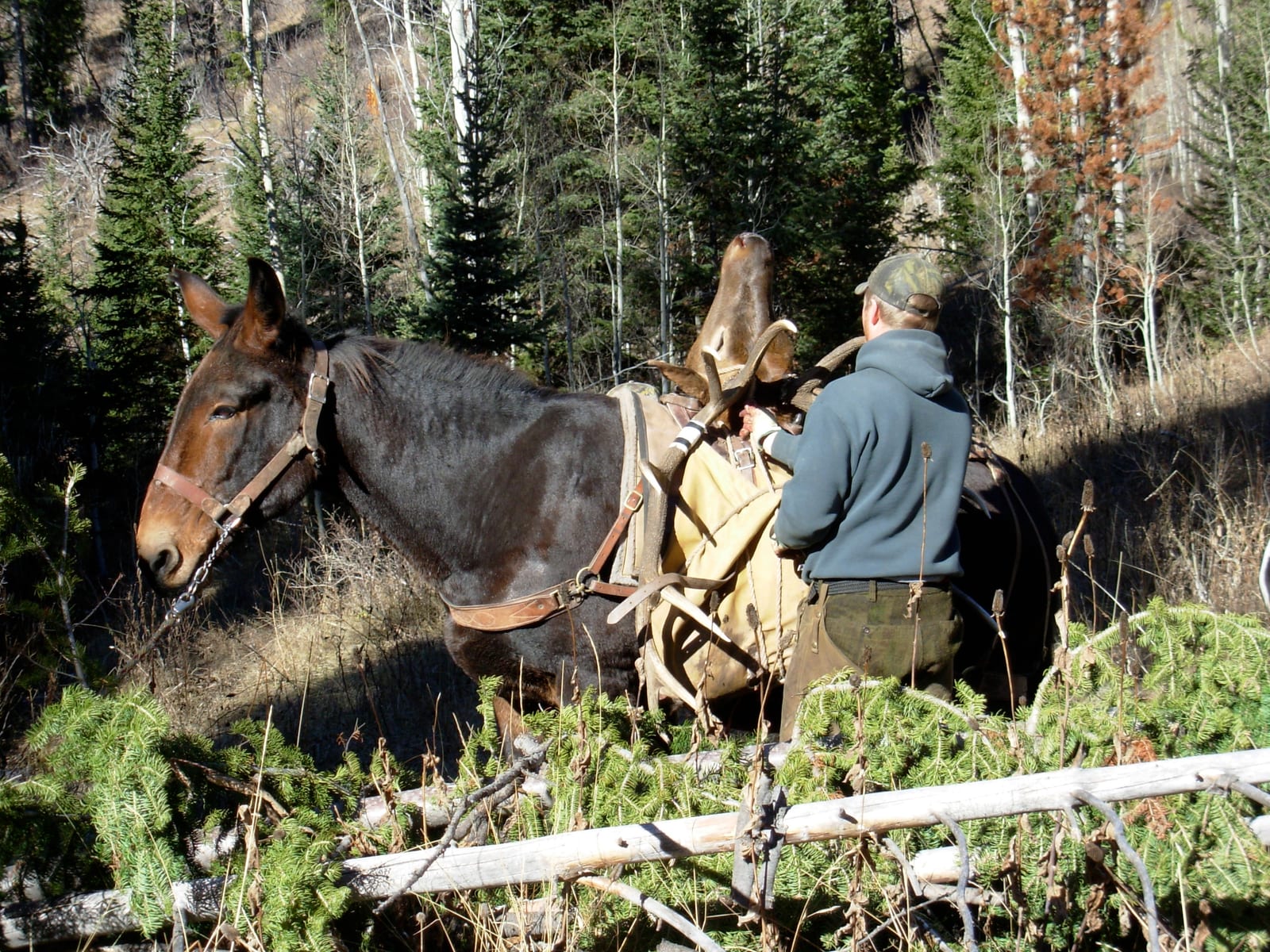 A hunter stands next to a mule carrying a harvested mule deer through a forest.