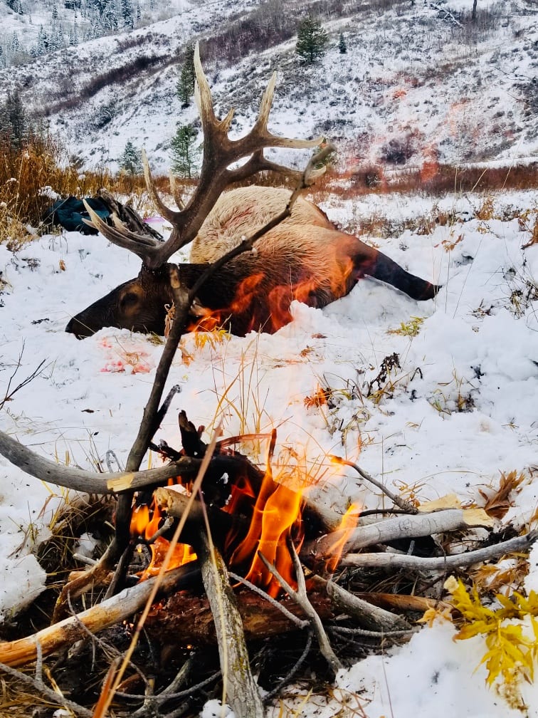 A harvested elk lies in the snow next to a campfire in a snowy mountain landscape.