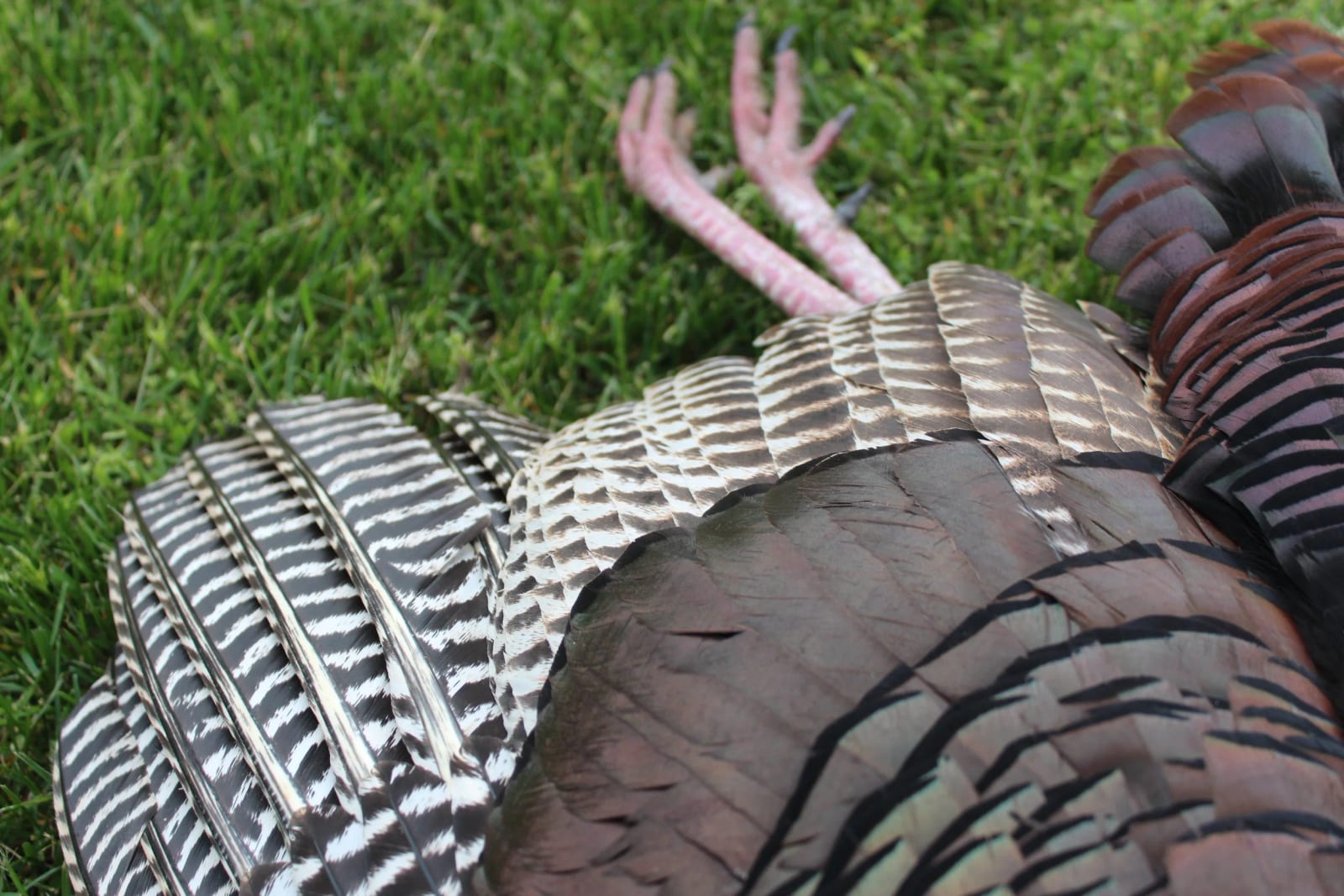 A harvested wild turkey lies on green grass, showing its patterned feathers and feet.