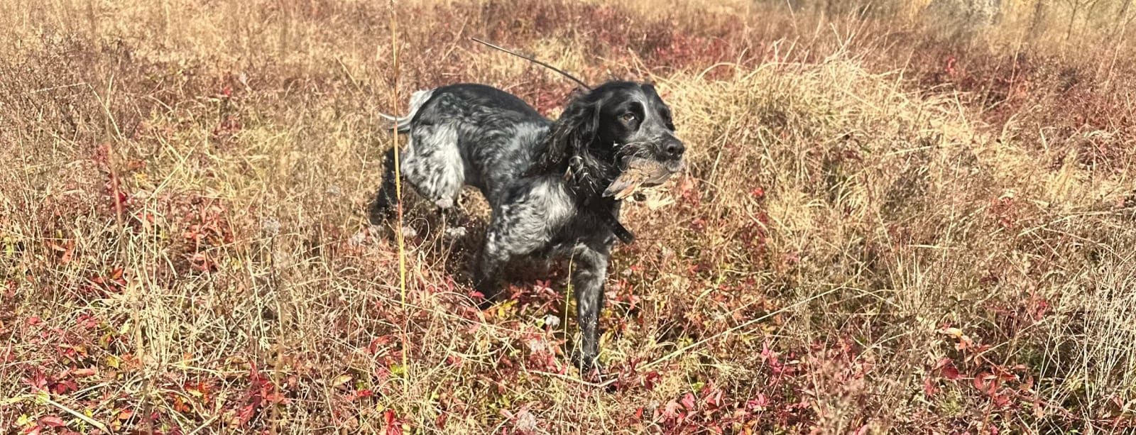 A black and white speckled hunting dog stands in a field of tall, dry grass and red foliage.