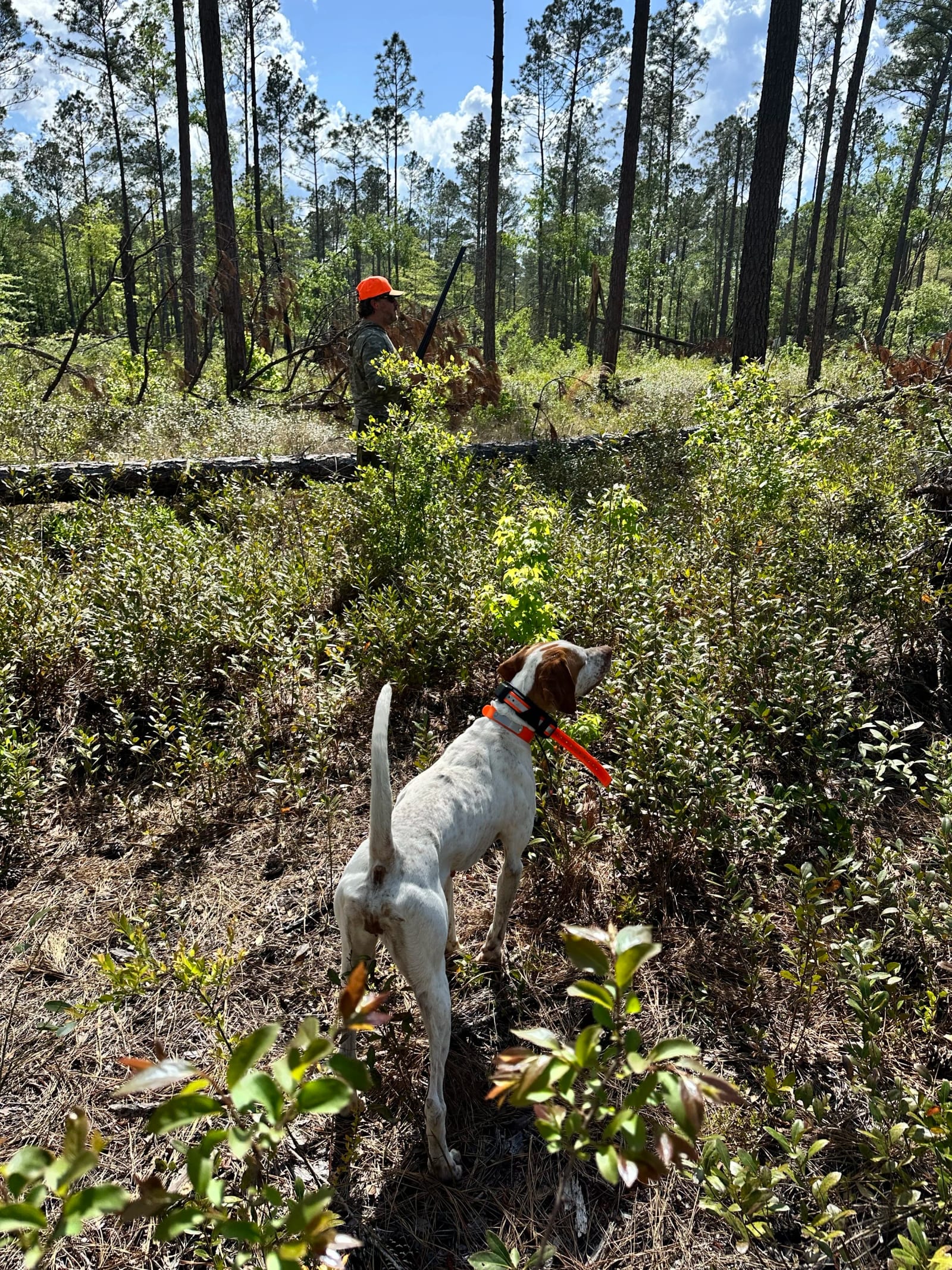 A hunting dog stands in the foreground, looking towards a hunter in a wooded area.