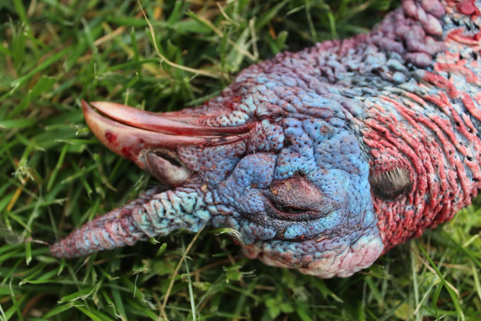 Close-up of a harvested wild turkey's head with blue and red skin.