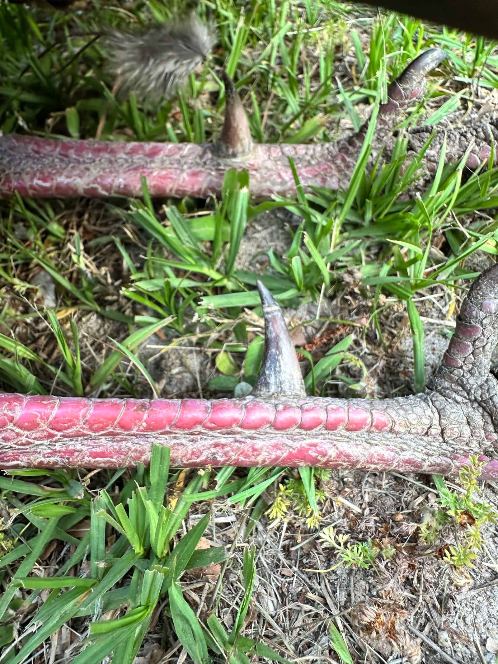A close-up shot of the legs and spurs of a harvested wild turkey.