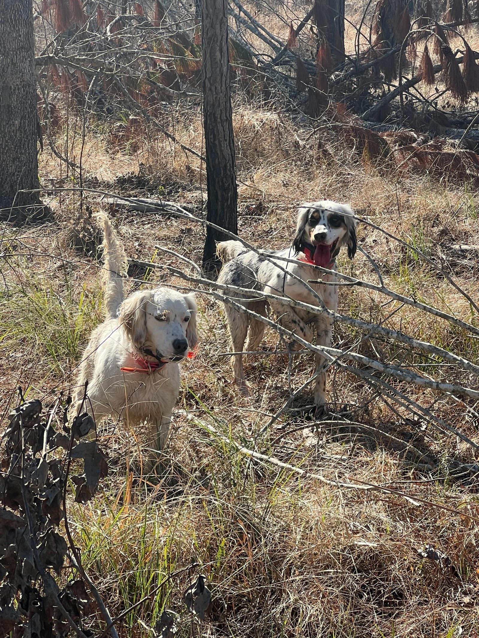 Two hunting dogs stand in a brushy, wooded area.