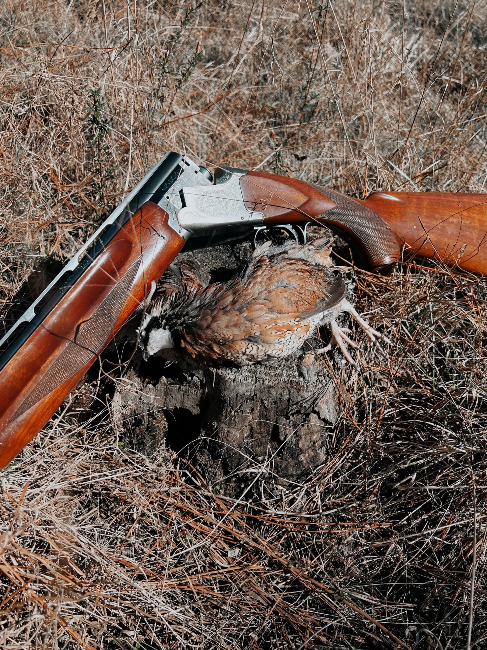 A harvested northern bobwhite quail lies next to a shotgun on a tree stump in a field.