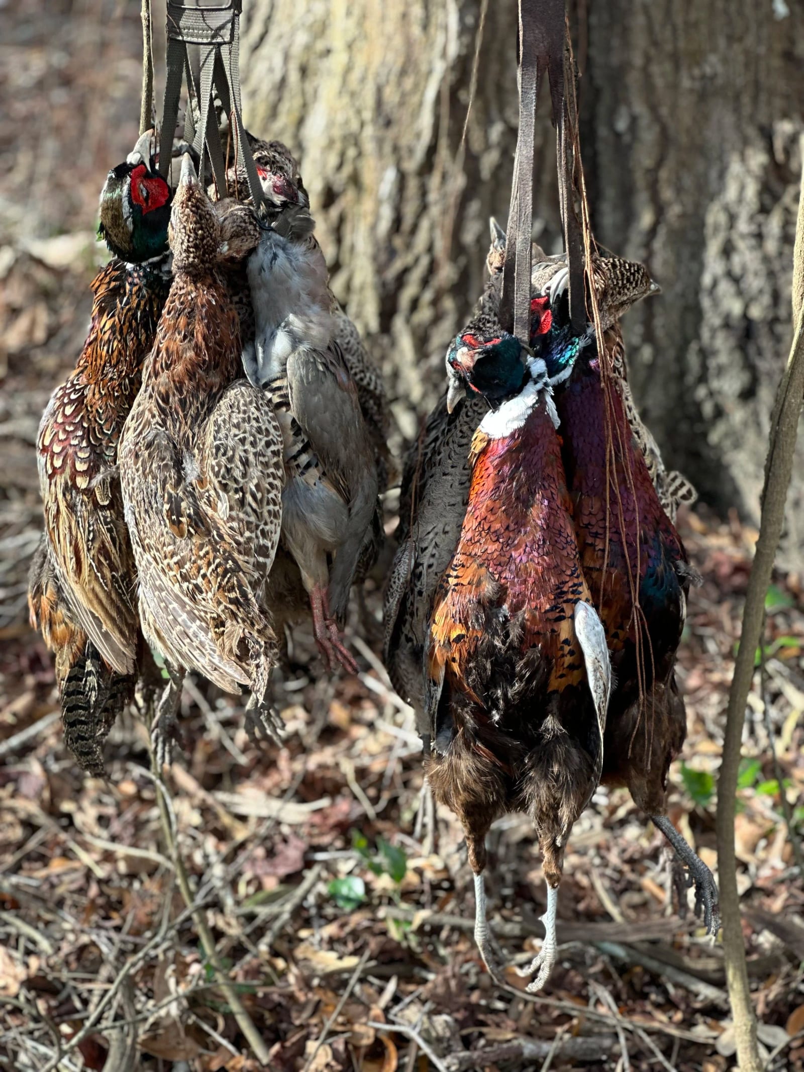 Several harvested pheasants are hanging from straps against a blurred background of trees and brush.