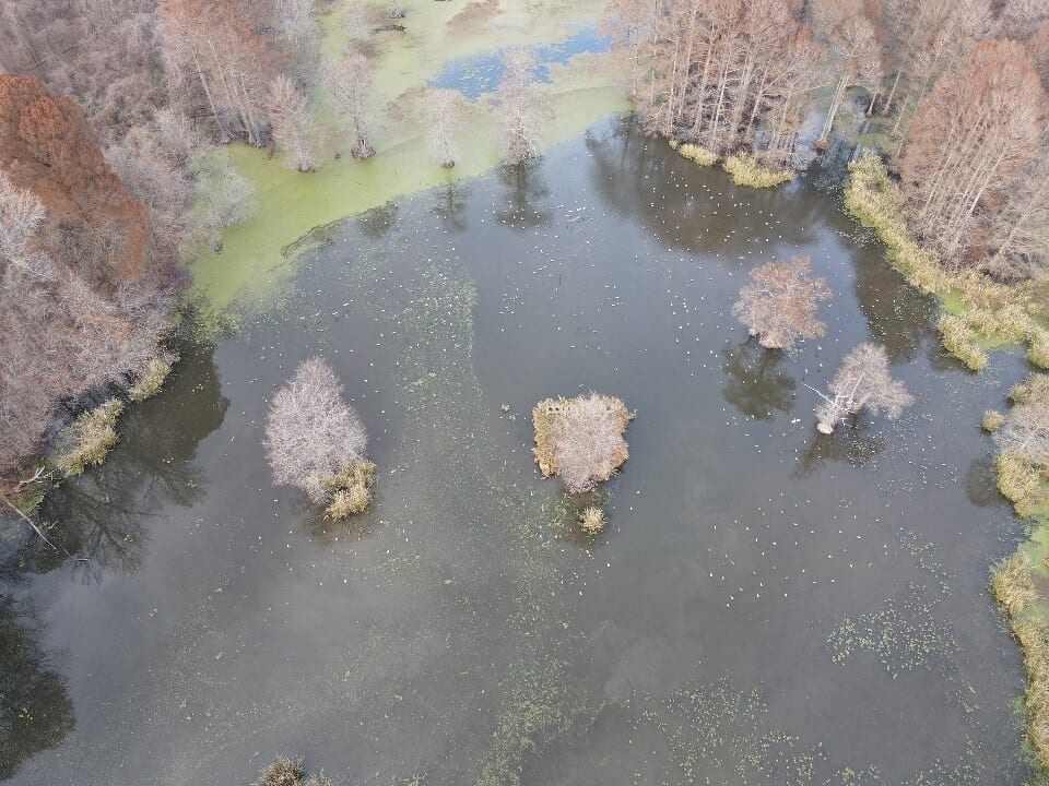 arial view of blinds on reelfoot lake