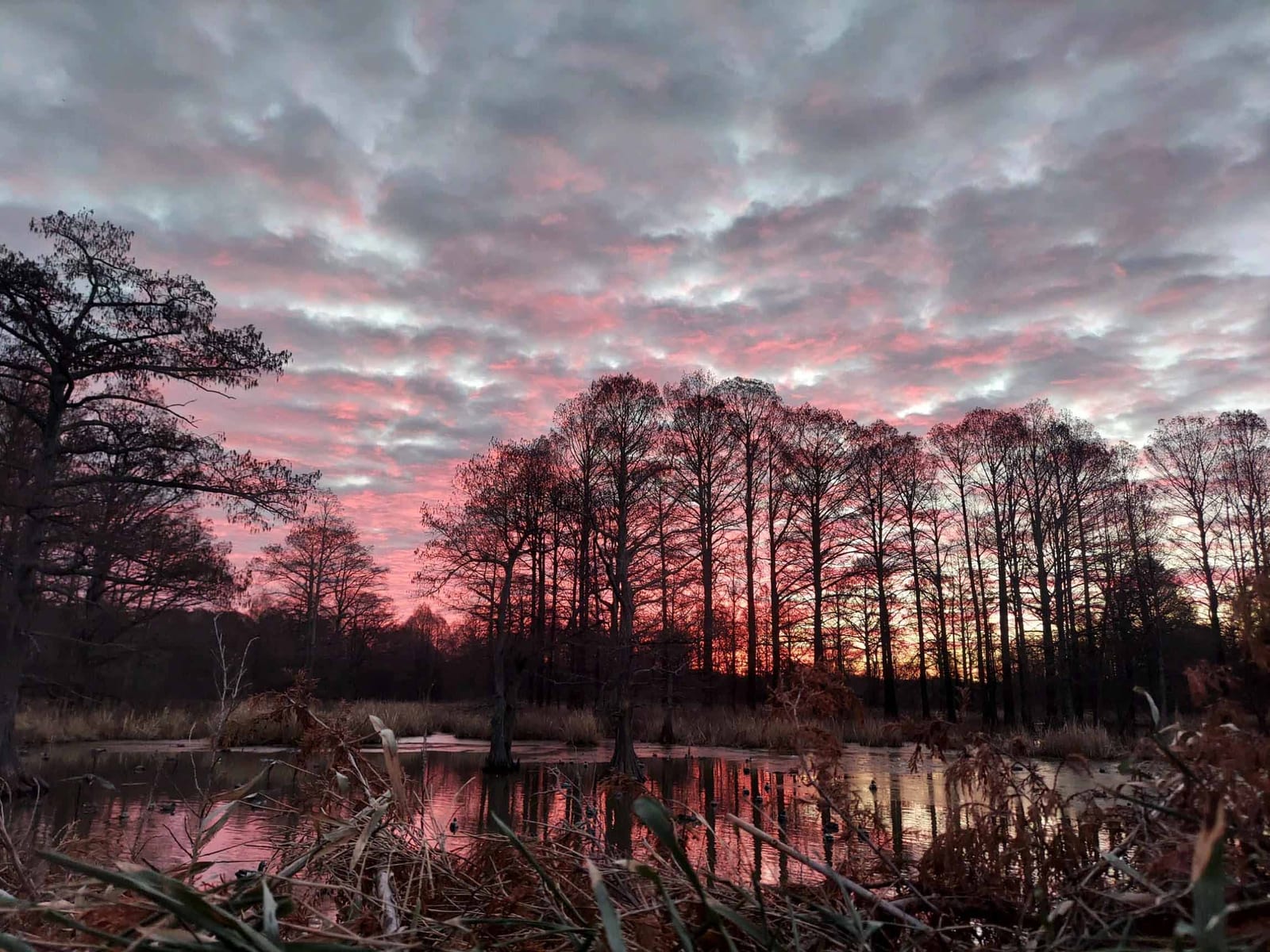 pink Sunset on reelfoot lake