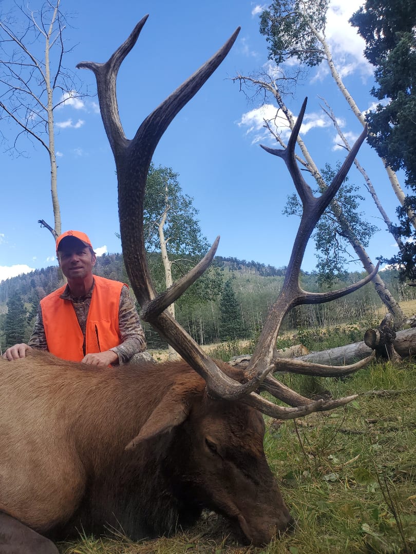 A hunter in an orange vest poses with a harvested elk in a wooded area.