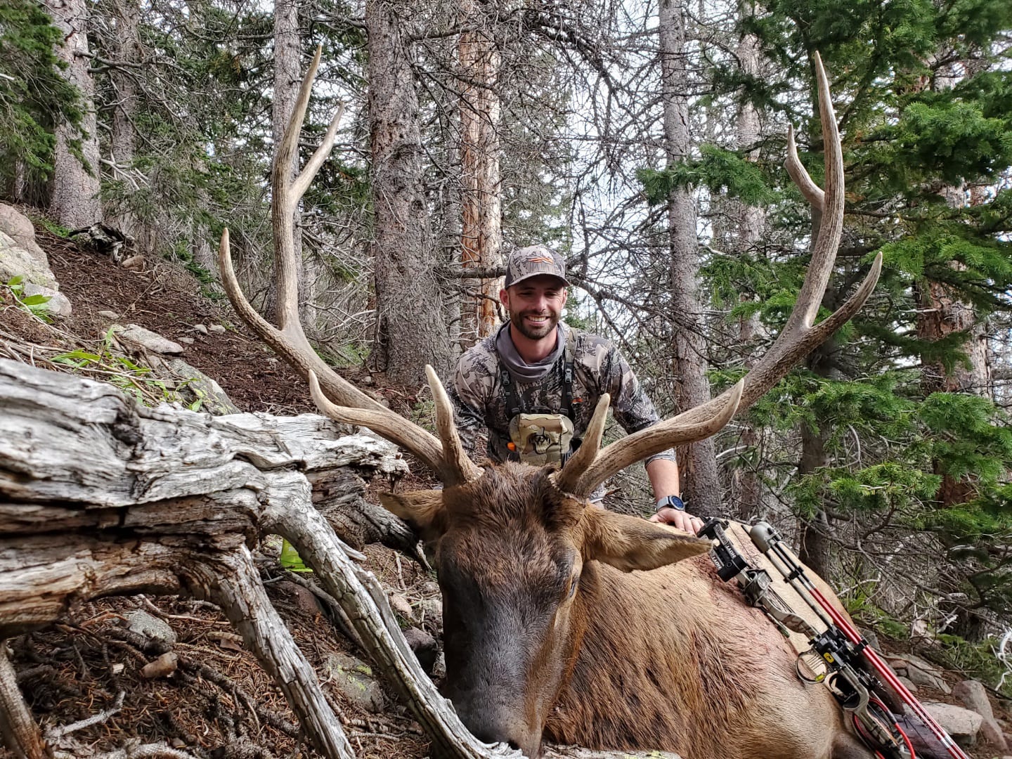 A hunter poses with a harvested elk in a forest.