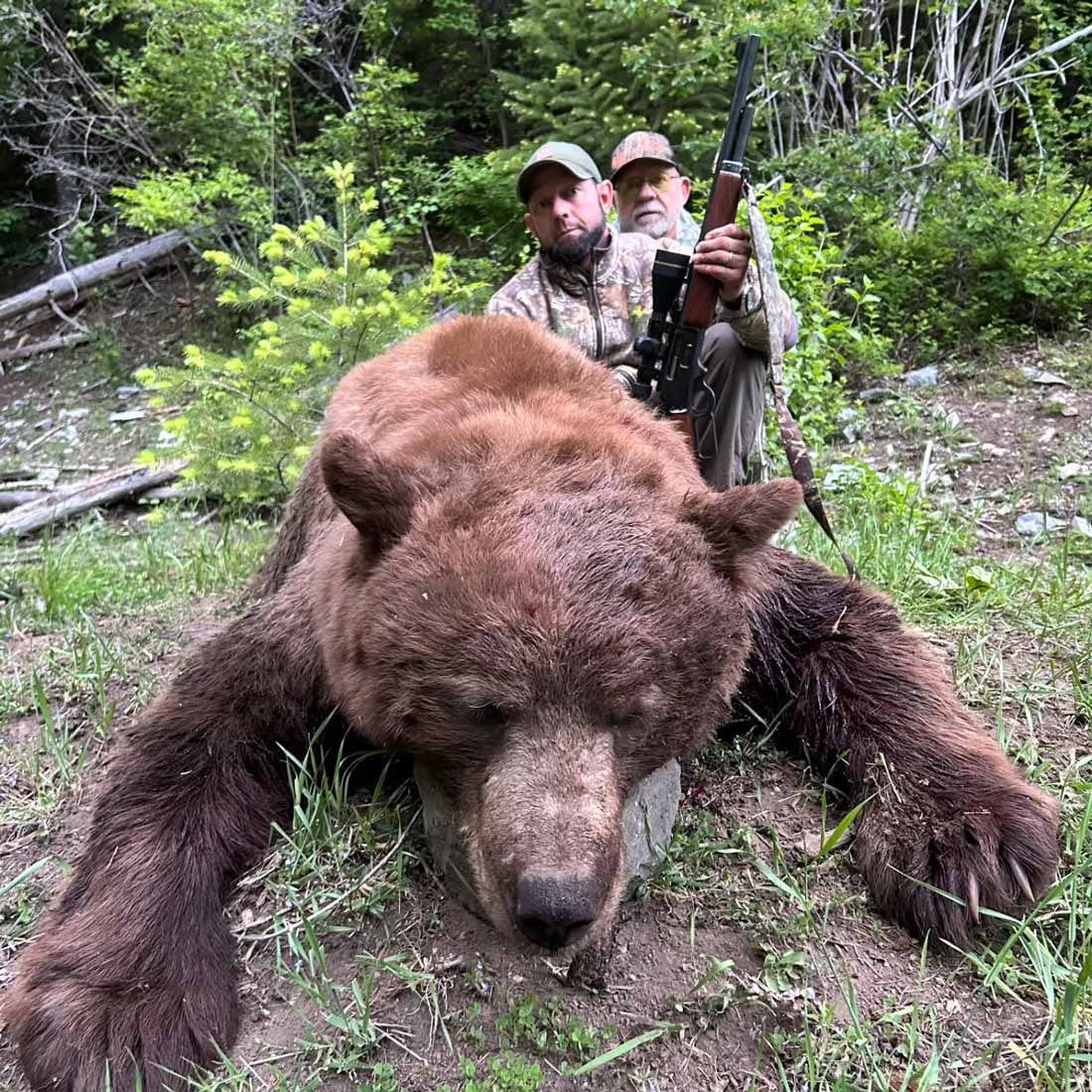 hgo-bear1