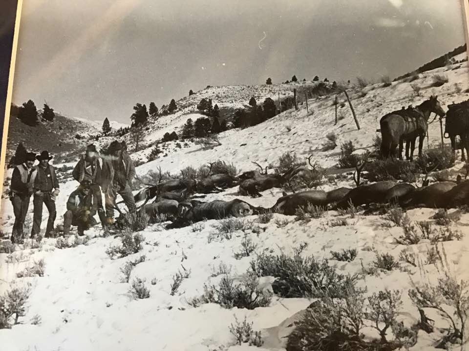 Several hunters stand with numerous harvested elk in a snowy, hilly landscape, with horses in the background.