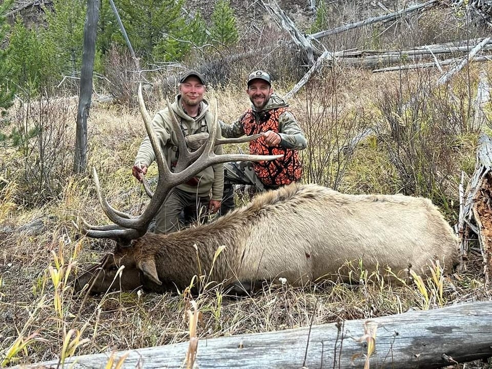 elk