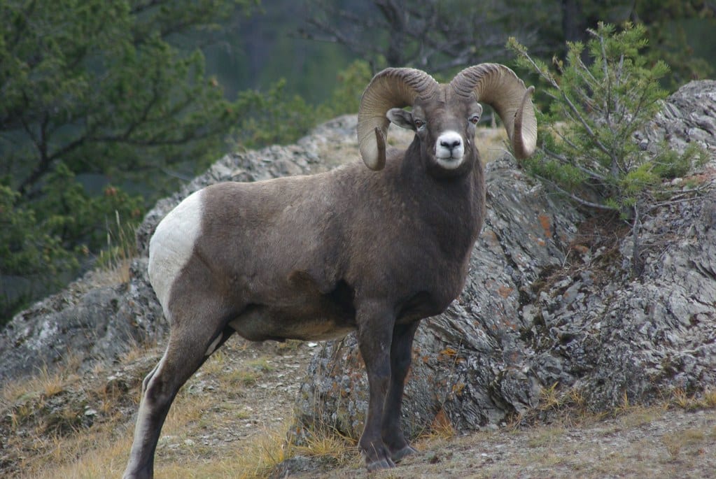 Big Horn Sheep