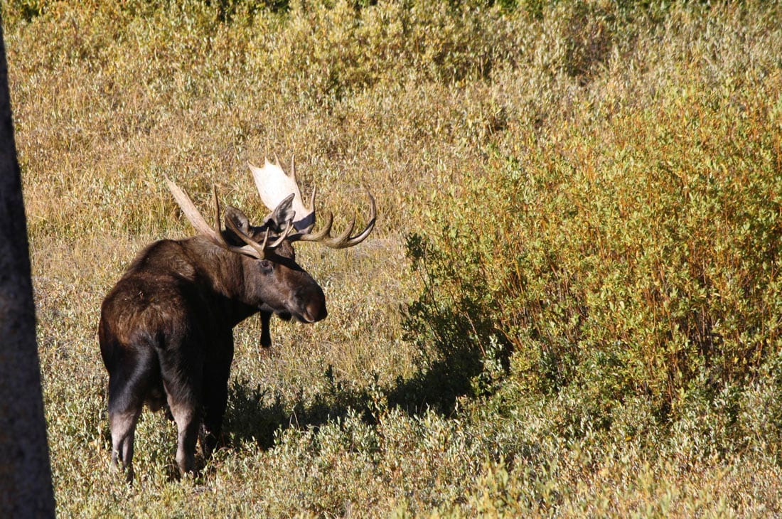 bear,moose,bison