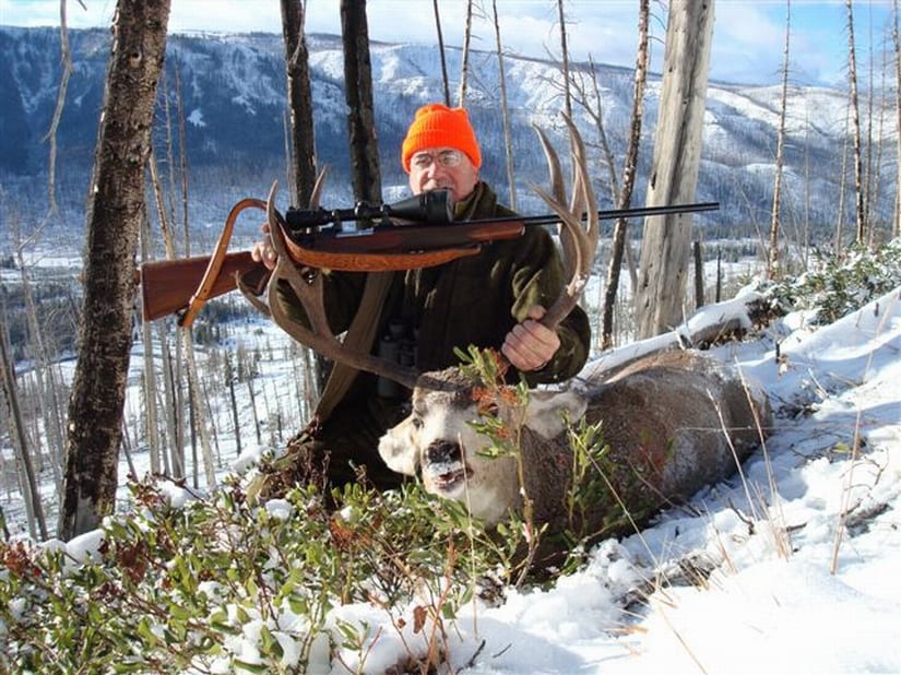 mule deer