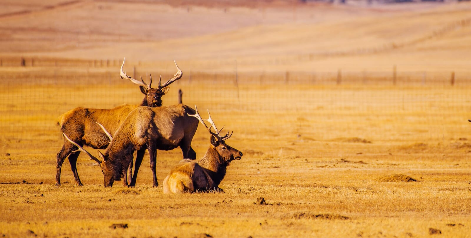 Several elk are in a dry, grassy field.