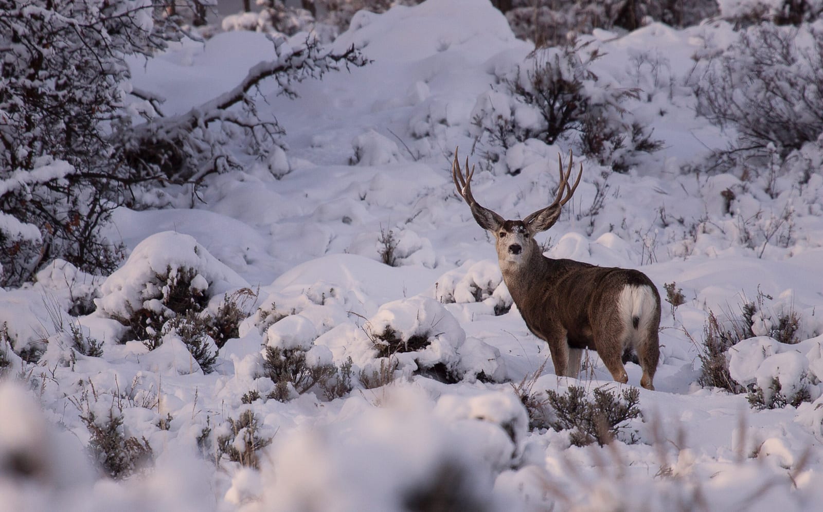A mule deer buck stands in a snowy, wooded landscape.