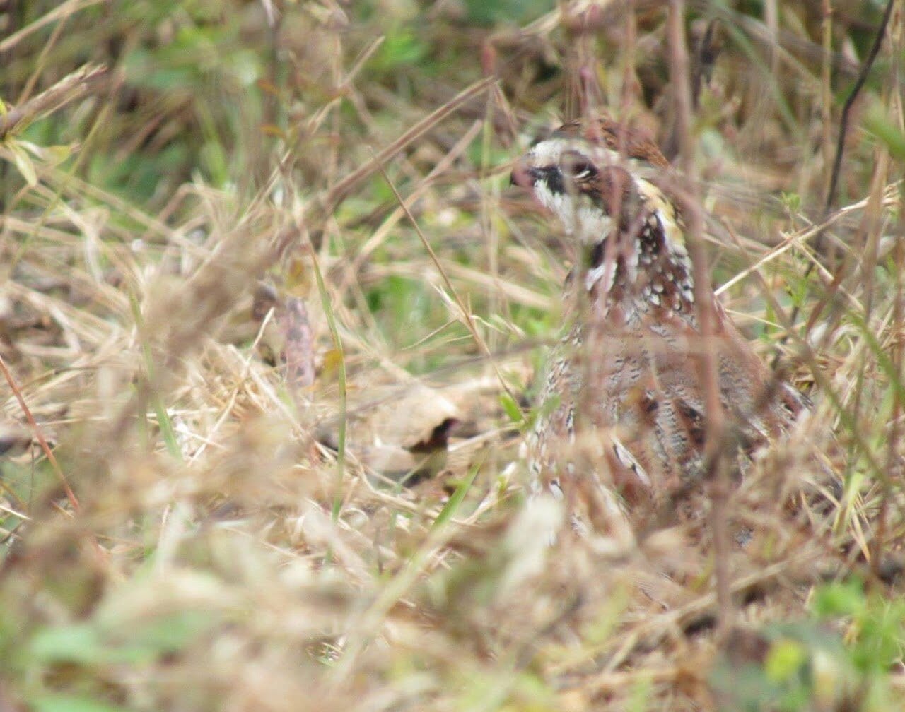 A wild bobwhite quail well camouflaged in tall autumn grass
