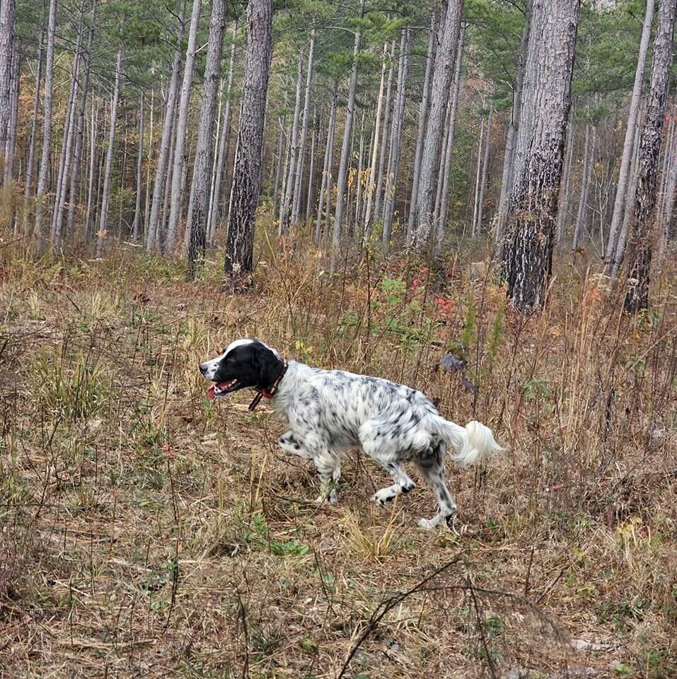 A white-and-black setter locked on point in a thinned pine stand