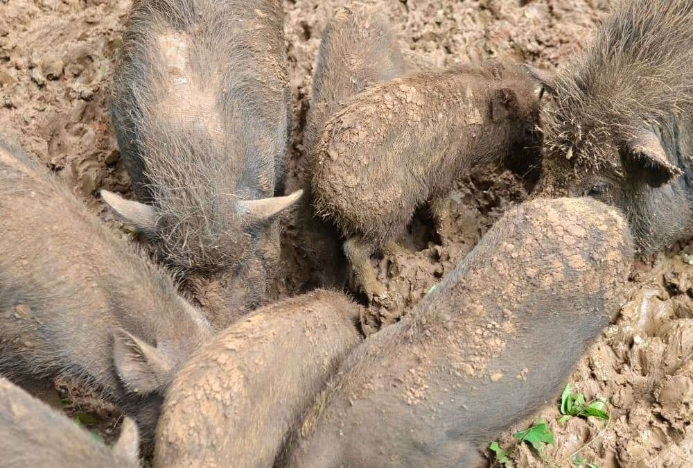 Wild Hog Behavior and Habitat: Understanding Your Quarry