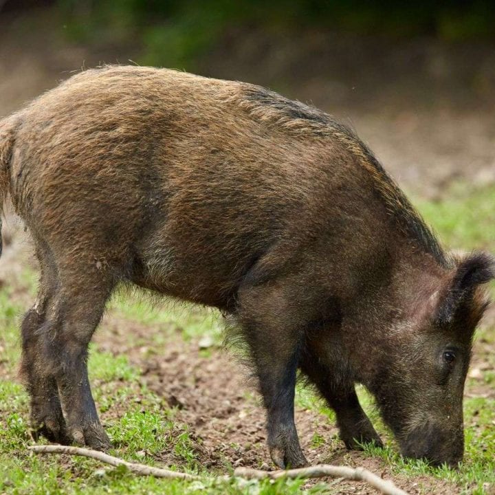 Hunting Hogs in Georgia: A Guide to Thermal Optics for the Ultimate Experience