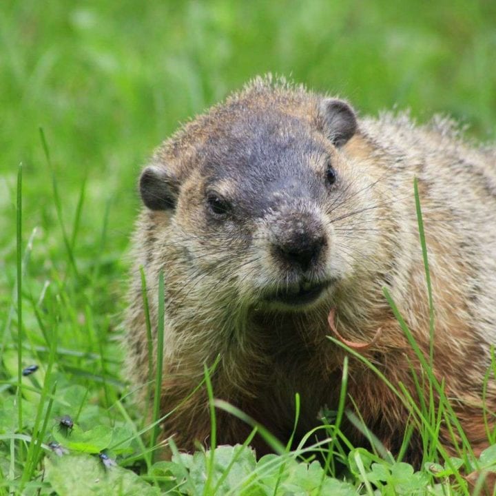 The Relationship Between Hog Hunting and Ecosystem Balance