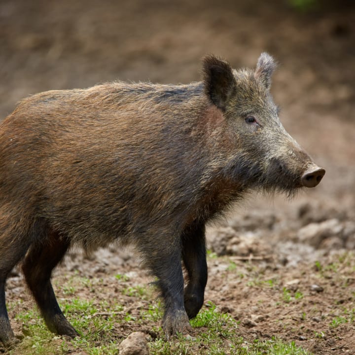 Start your Next Adventure: Wild Hog Hunting in Georgia