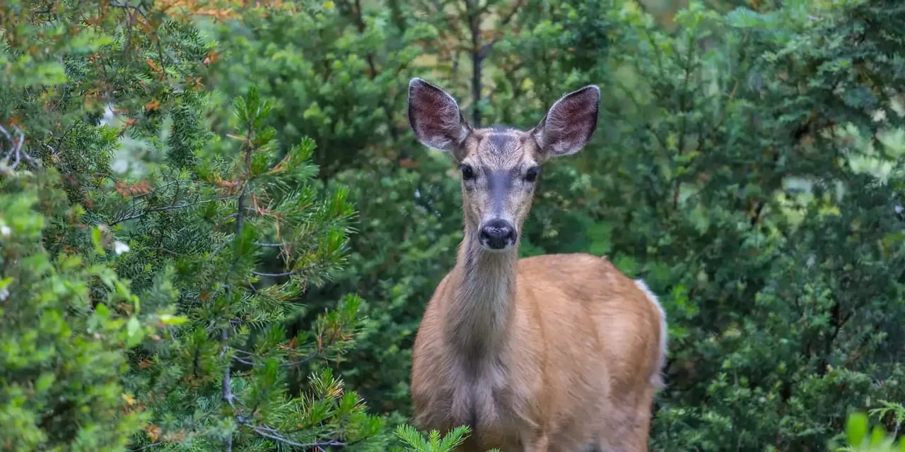 2026 Georgia Whitetail Deer & Wild Hog Combo Hunts at Hog Wild USA