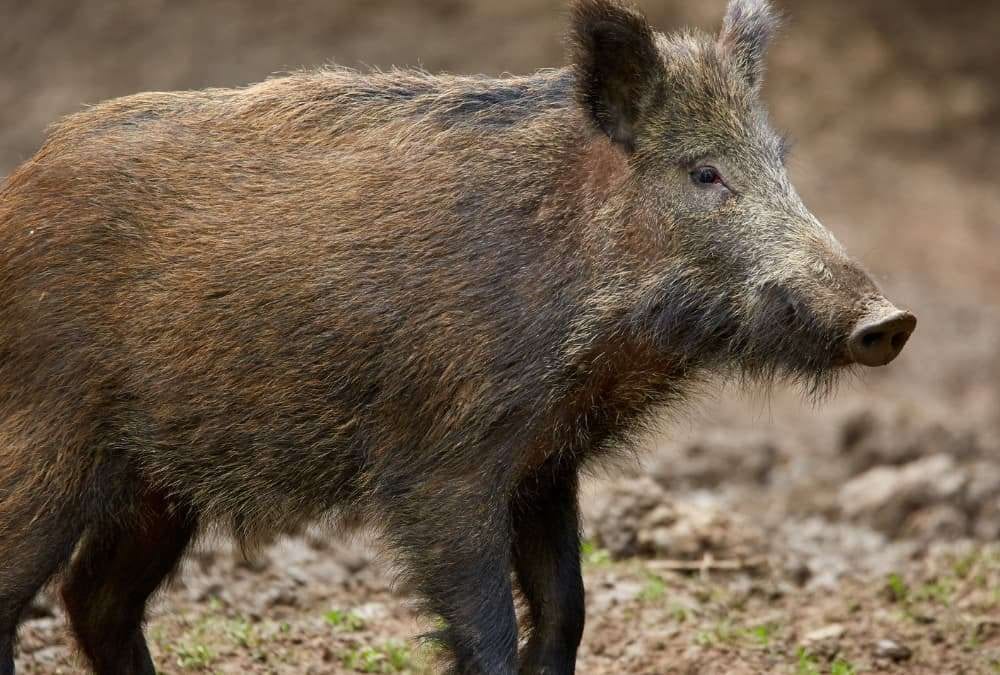 Night Vision and Thermal Imaging: Revolutionizing Hog Hunting