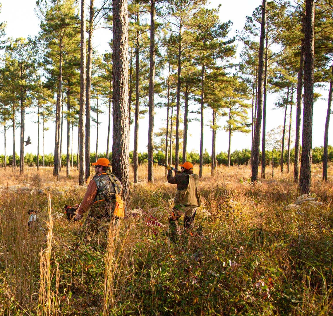 Two hunters and a dog are in a pine forest, with one hunter aiming a shotgun at a bird in flight.