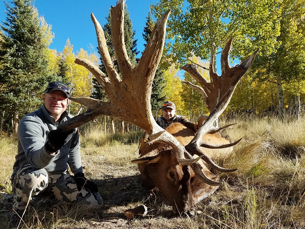 Two hunters pose with a harvested elk in a field with autumn trees.