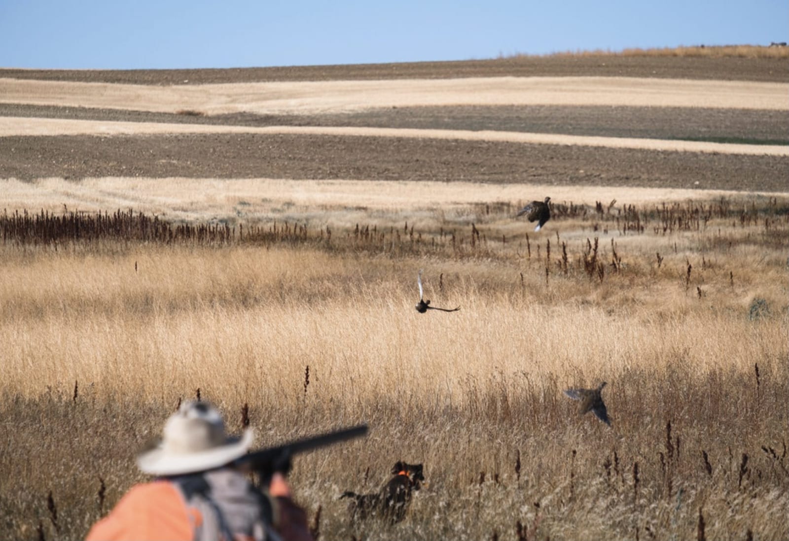 A hunter aims a shotgun at birds flying over a field with a dog nearby.