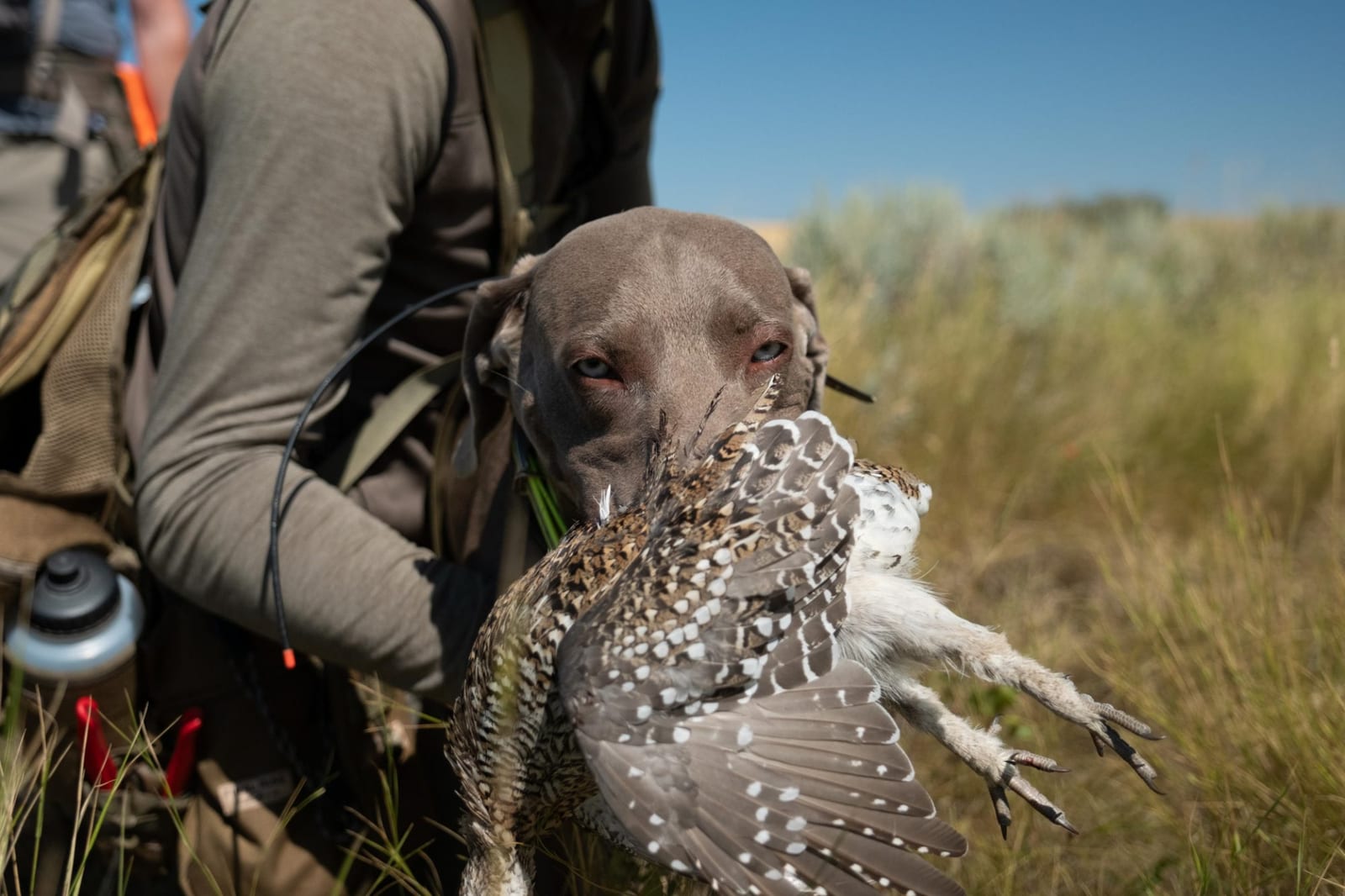 A hunting dog retrieves a sharp-tailed grouse in a grassy field.