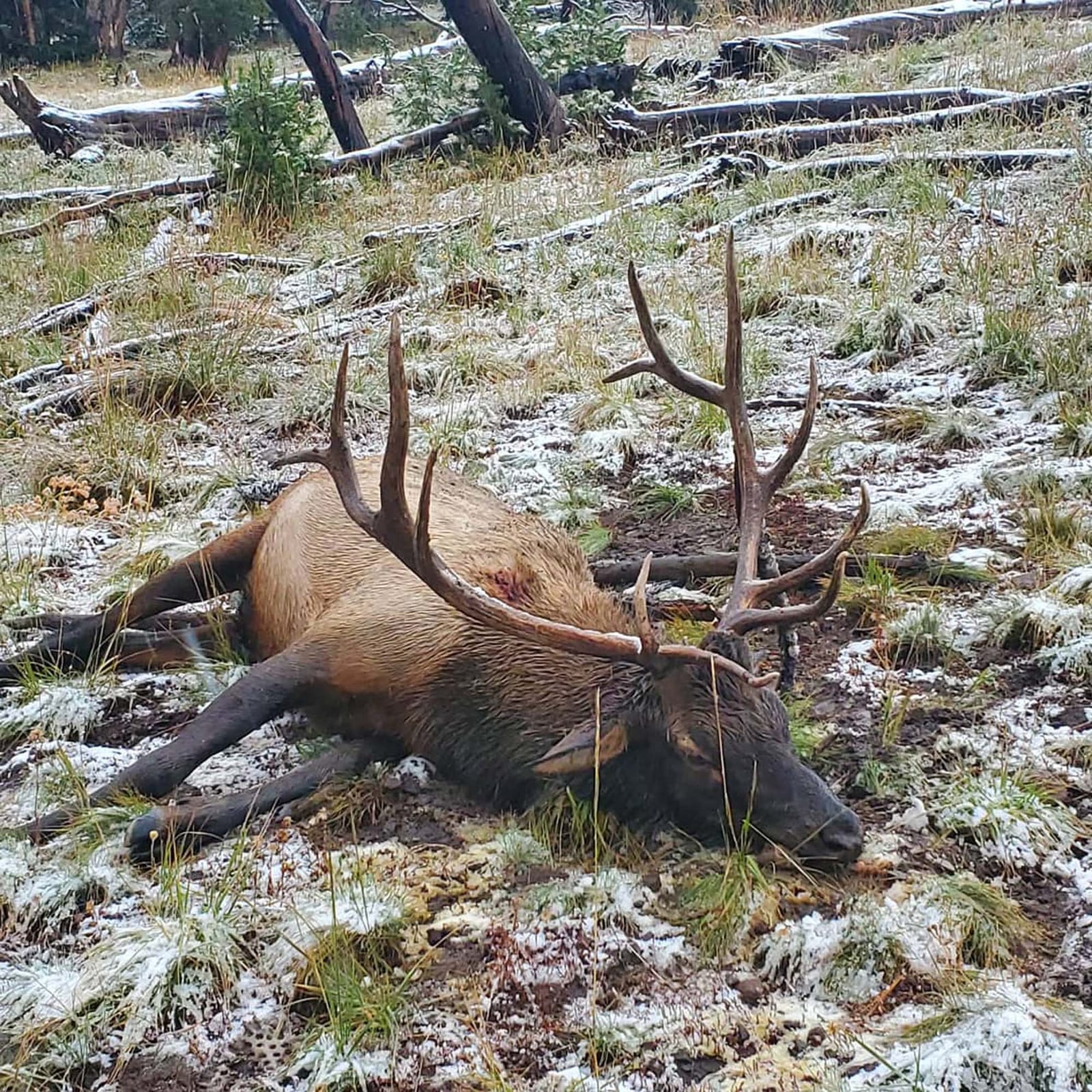 A harvested elk lies on snowy ground in a forest.