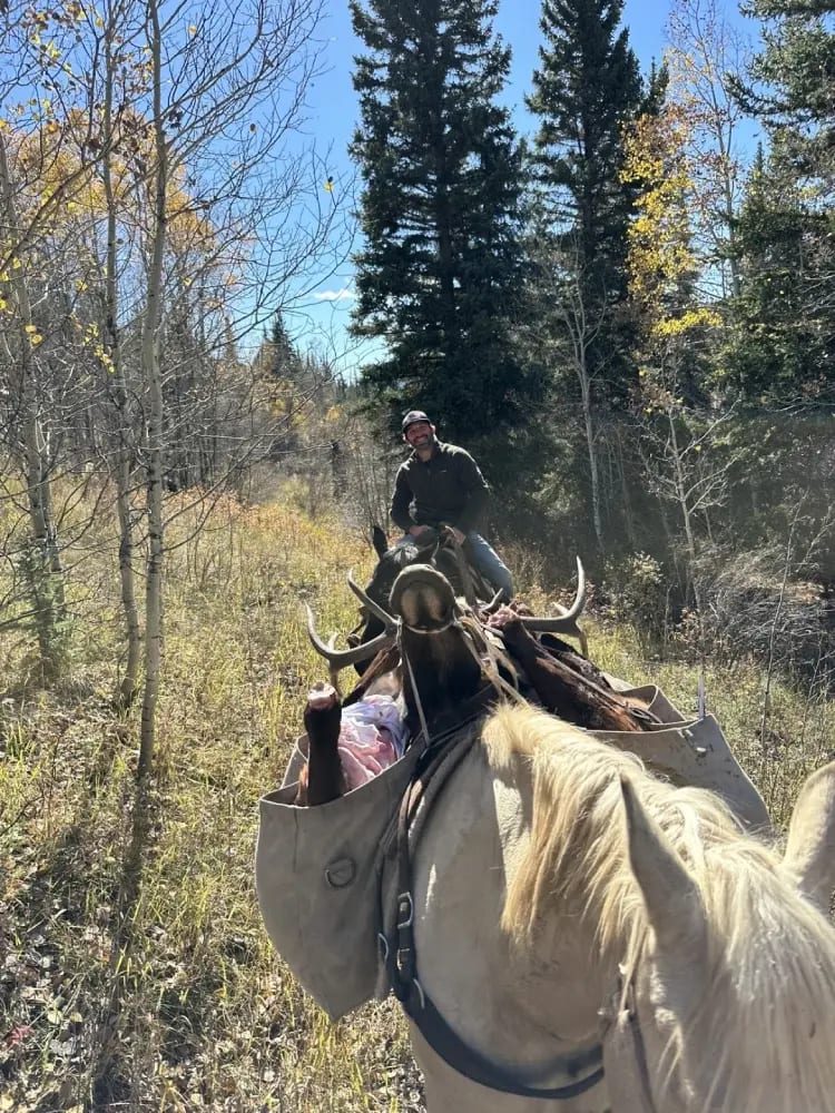 A hunter on horseback transports a harvested moose on a pack horse through an autumn forest.