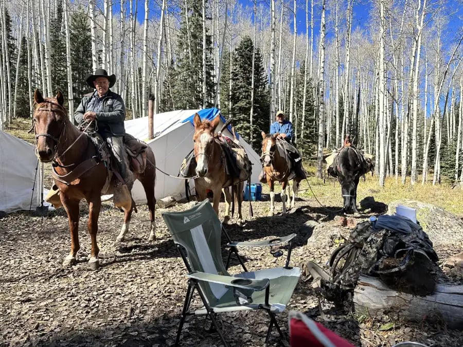 People on horseback and mules at a camp in a forest of aspen trees.