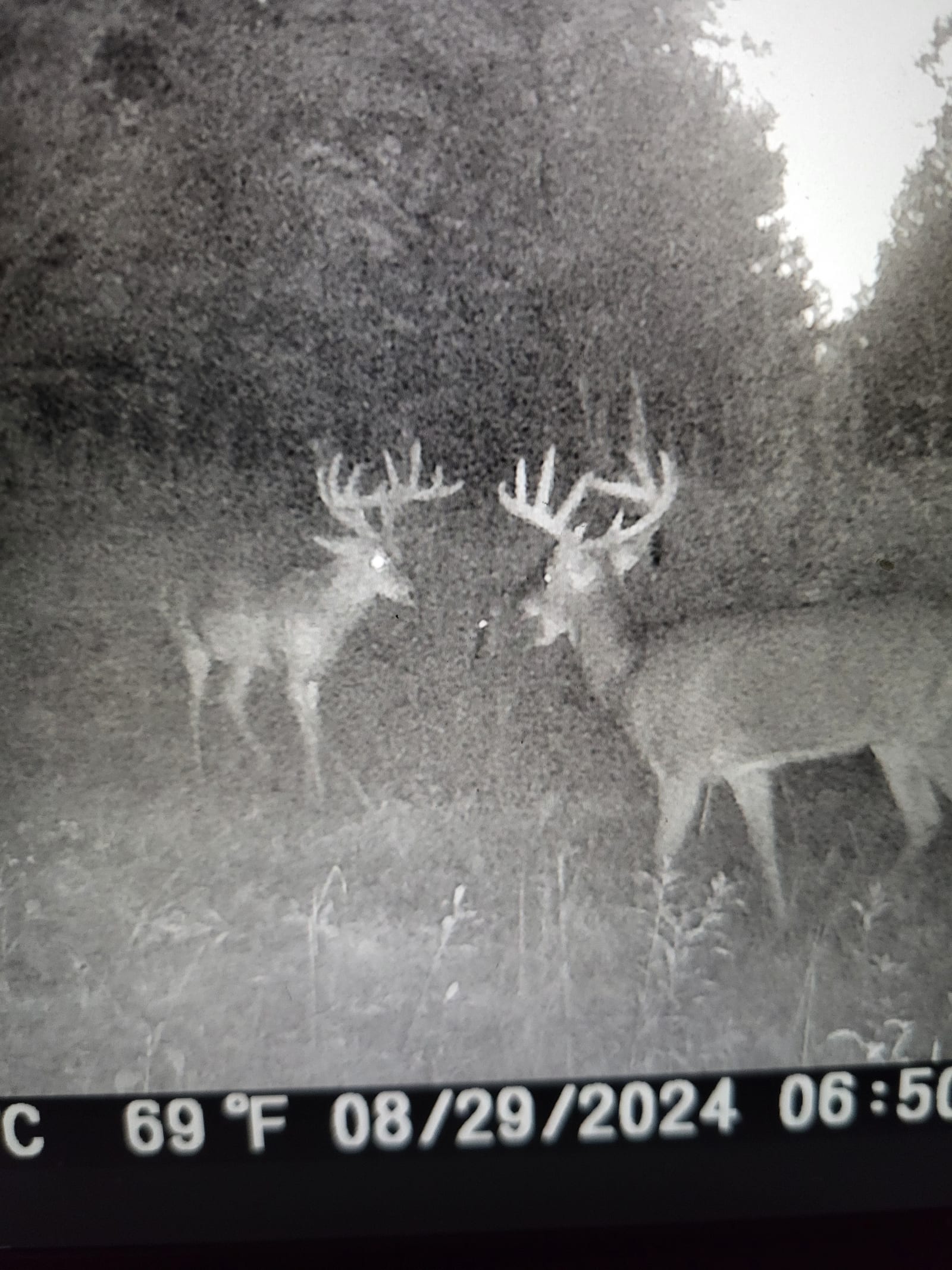 Two whitetail deer with large antlers are captured by a trail camera in a wooded area.