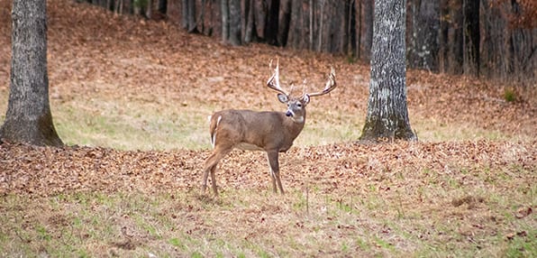 A whitetail deer stands in a field with trees in the background.