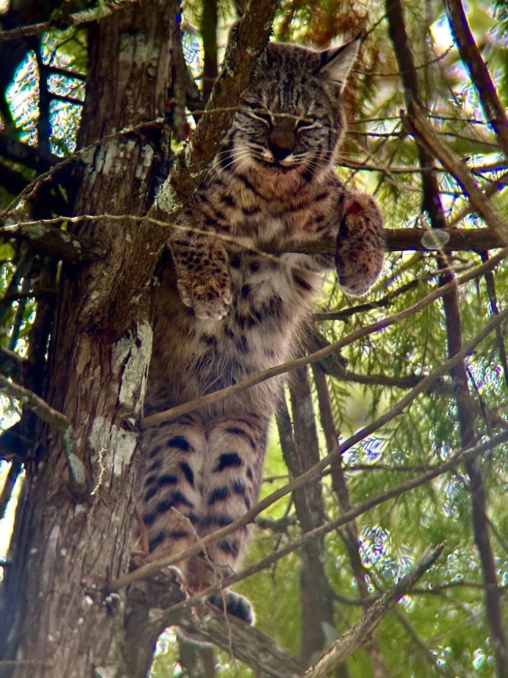 Idaho Whitetail Guides Bobcat Hunts