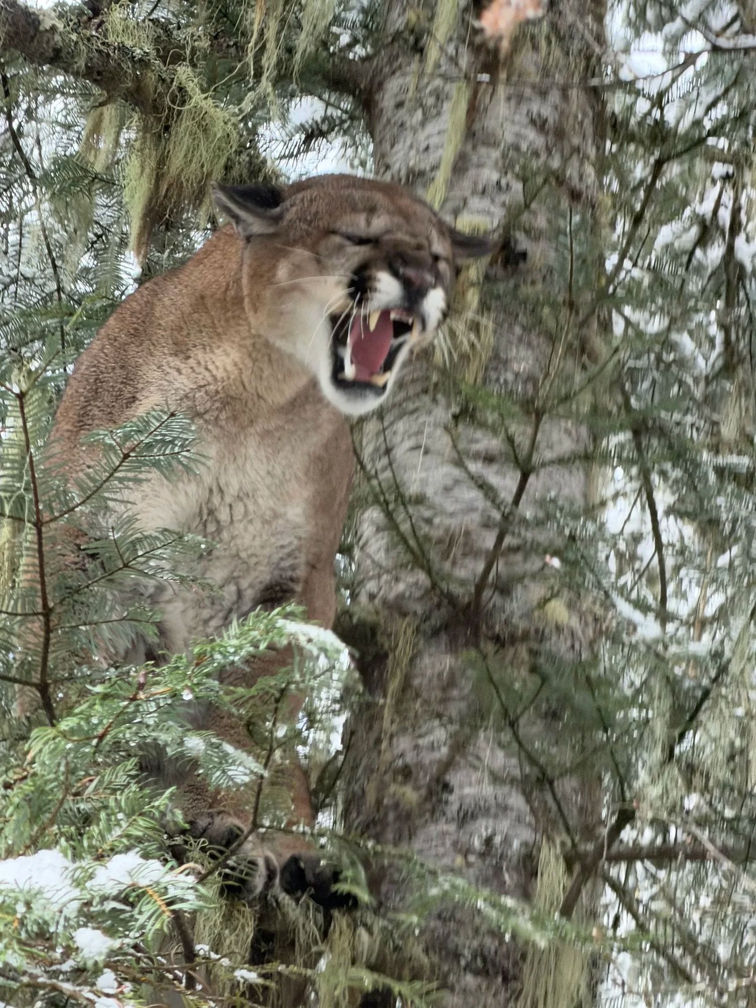 Idaho Whitetail Guides Cougar Hunts